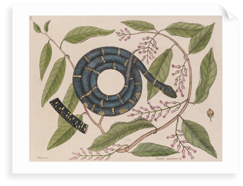 Kingsnake by Mark Catesby