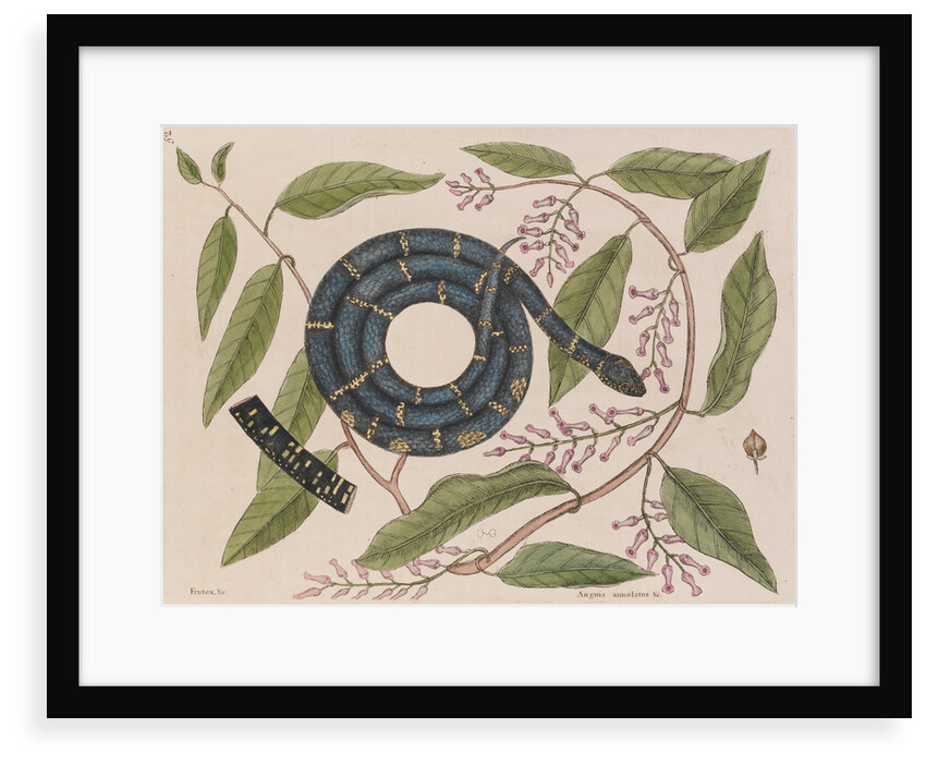 Kingsnake by Mark Catesby