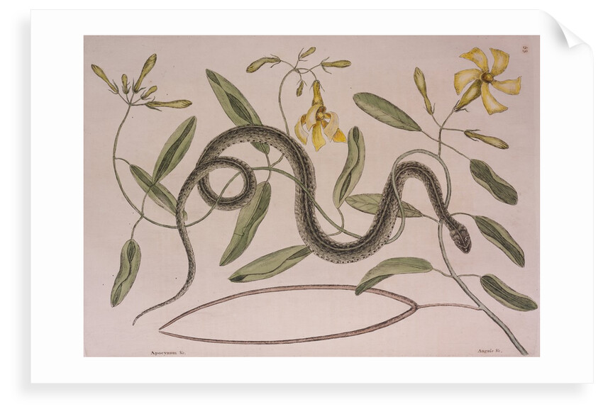 Common garter snake by Mark Catesby