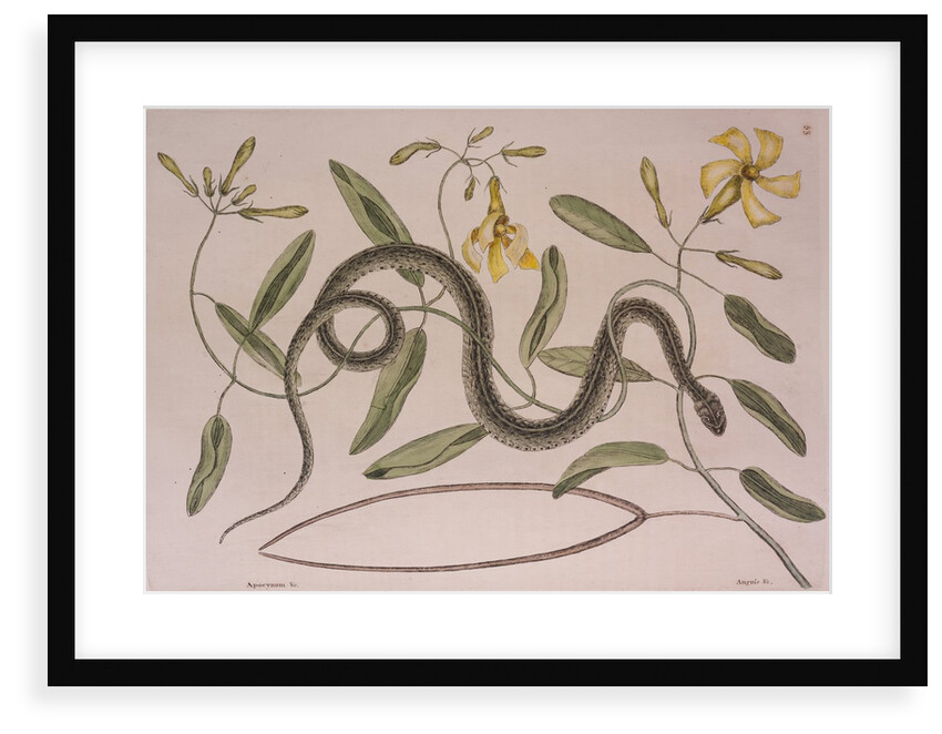 Common garter snake by Mark Catesby
