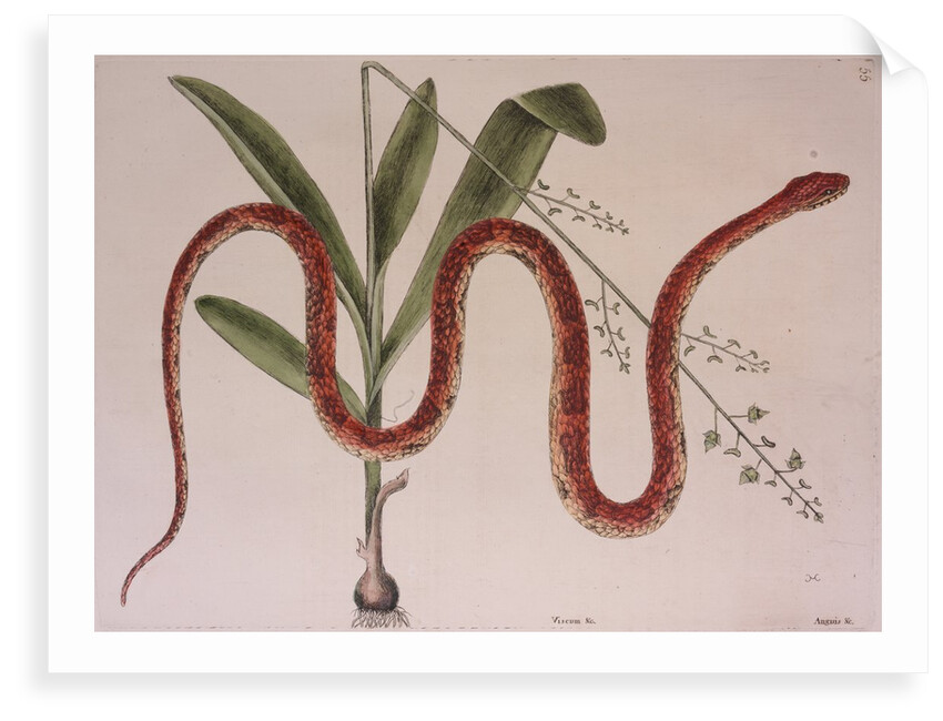 Corn snake by Mark Catesby