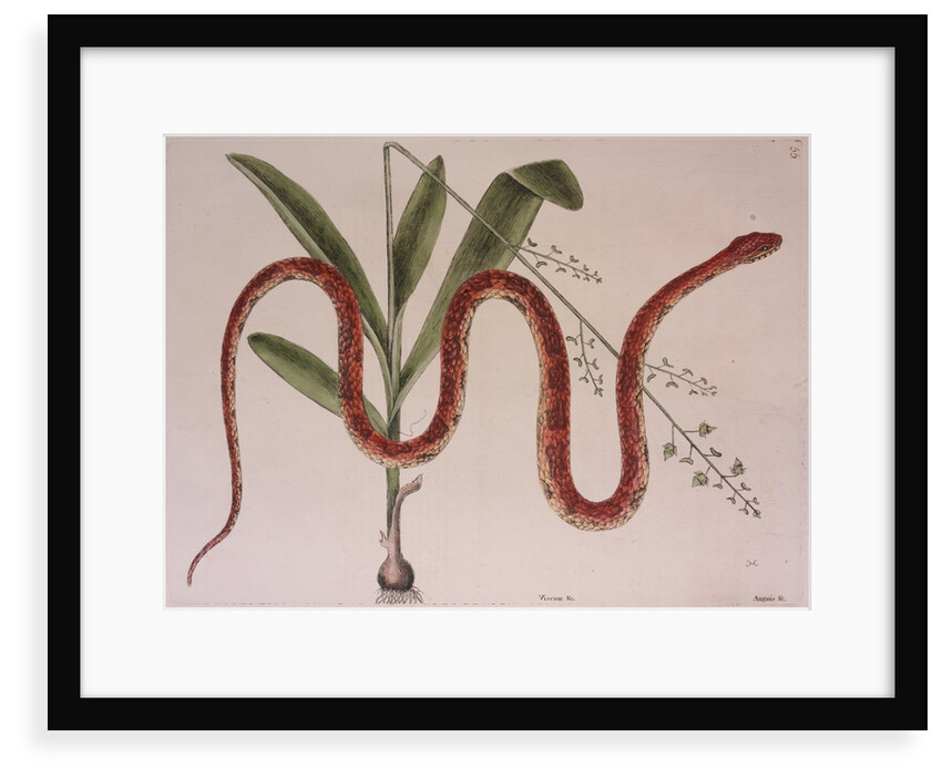 Corn snake by Mark Catesby