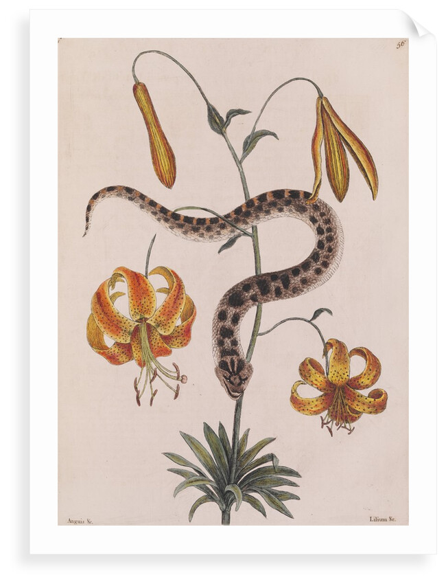 Eastern hog-nosed snake by Mark Catesby