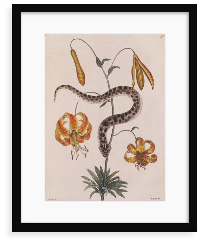 Eastern hog-nosed snake by Mark Catesby