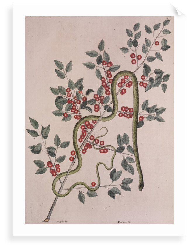 Smooth green snake by Mark Catesby