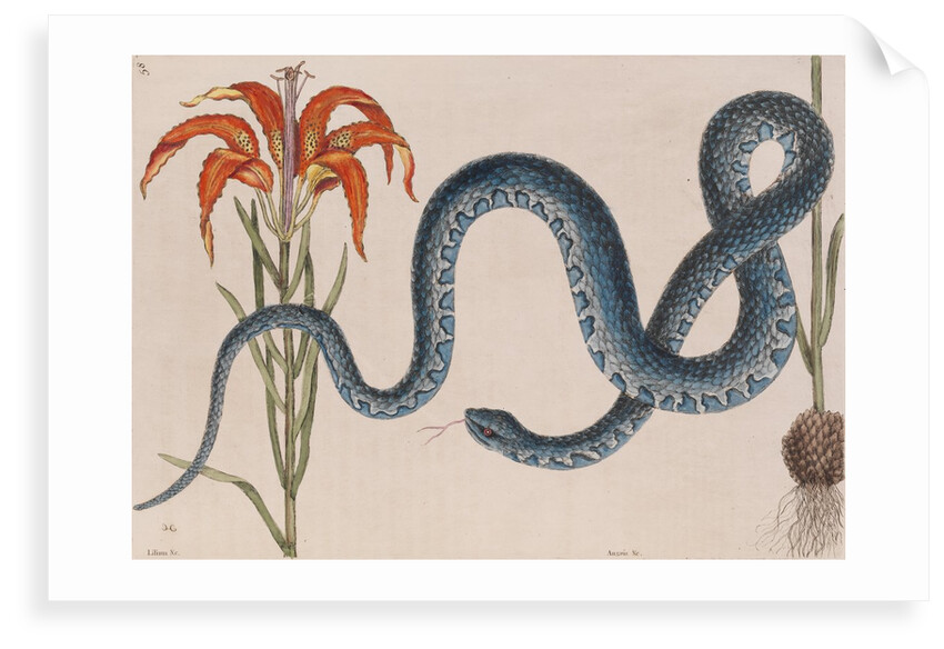 Eastern mud snake by Mark Catesby