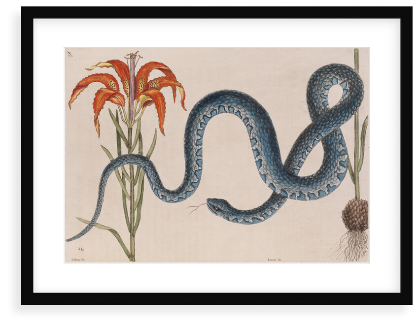 Eastern mud snake by Mark Catesby