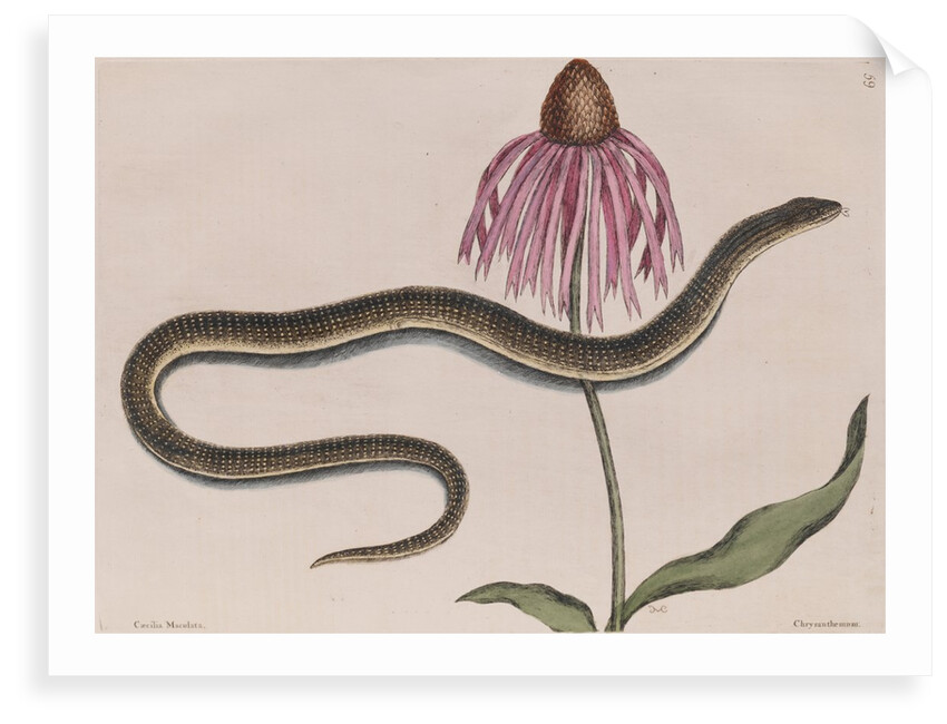 Eastern glass lizard by Mark Catesby