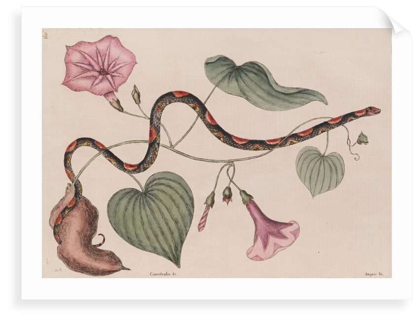 Scarlet snake by Mark Catesby