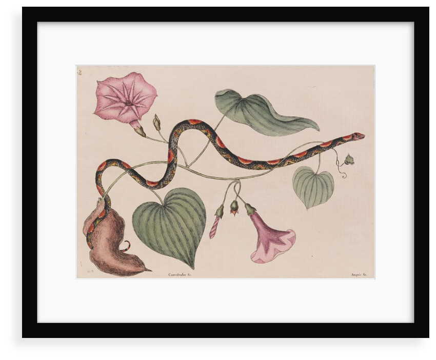 Scarlet snake by Mark Catesby