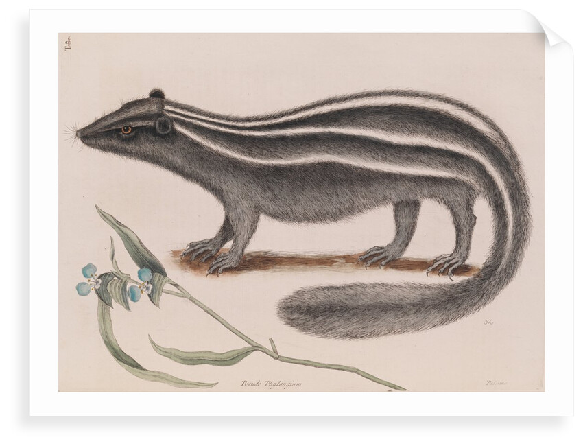 Eastern spotted skunk by Mark Catesby