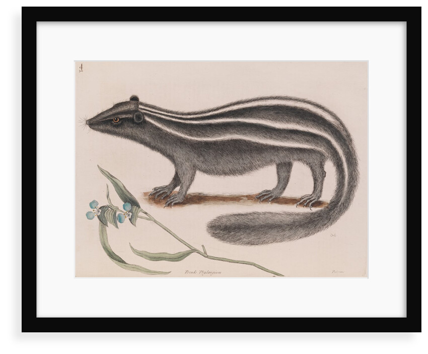 Eastern spotted skunk by Mark Catesby