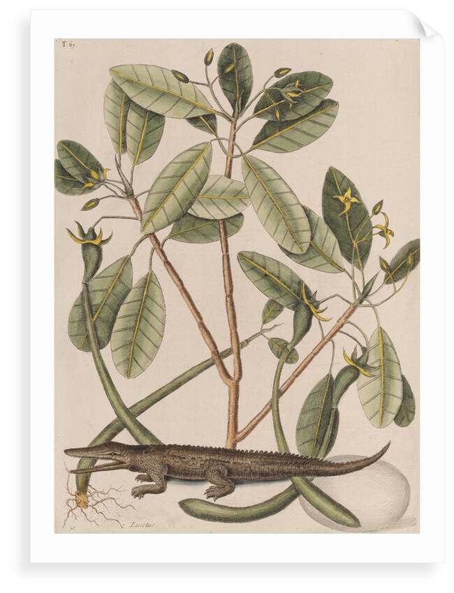 American alligator by Mark Catesby