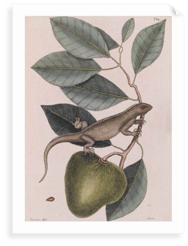 Green iguana by Mark Catesby