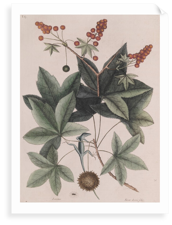 Green anole by Mark Catesby