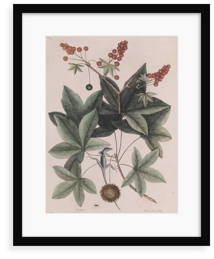 Green anole by Mark Catesby
