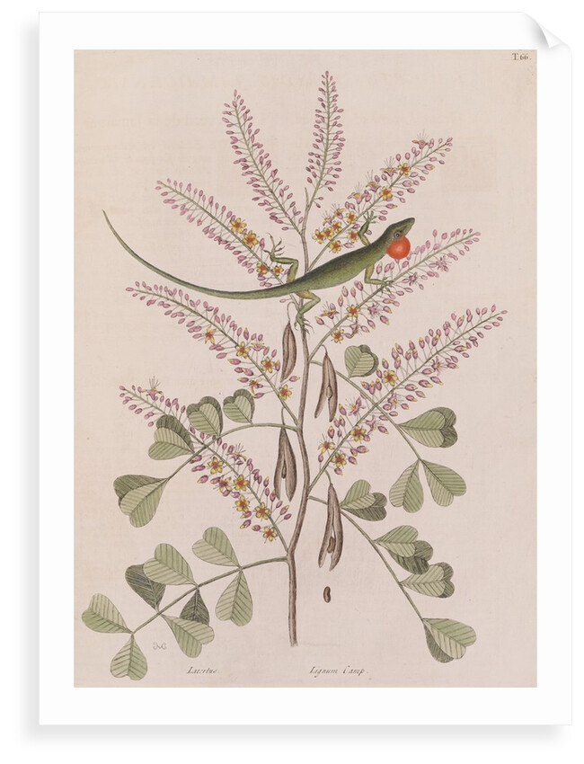 Jamaican giant anole by Mark Catesby