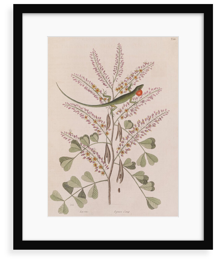 Jamaican giant anole by Mark Catesby