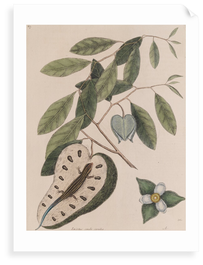 Five-lined skink by Mark Catesby