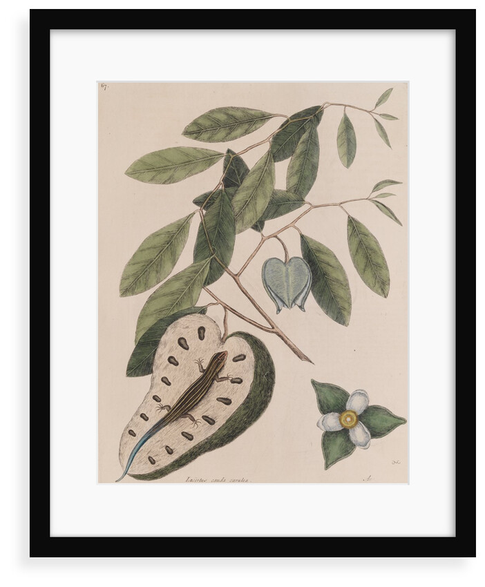 Five-lined skink by Mark Catesby