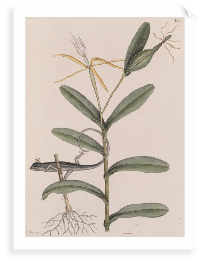 Six-lined racerunner by Mark Catesby