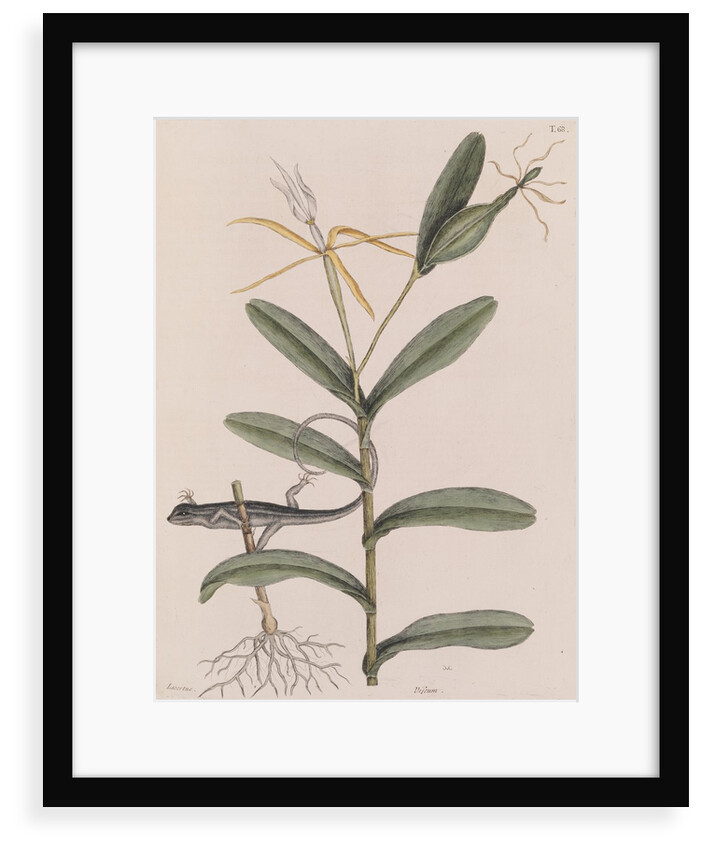 Six-lined racerunner by Mark Catesby