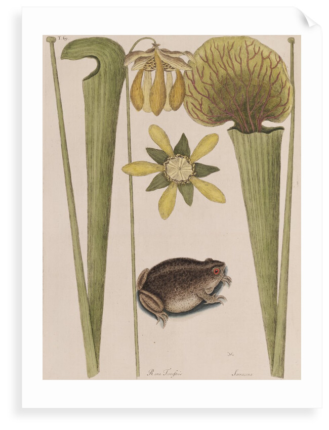 Southern toad by Mark Catesby