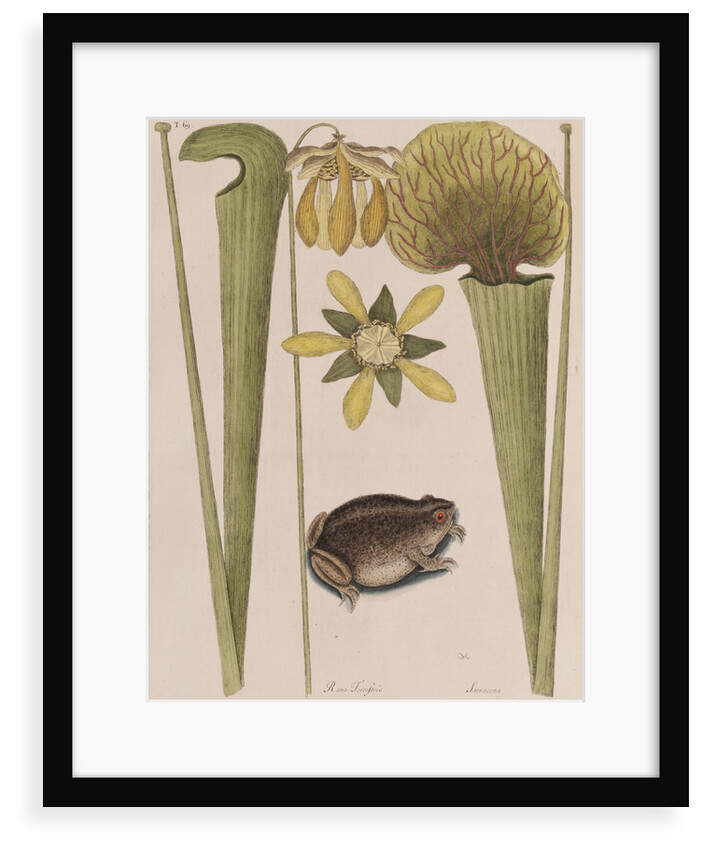 Southern toad by Mark Catesby