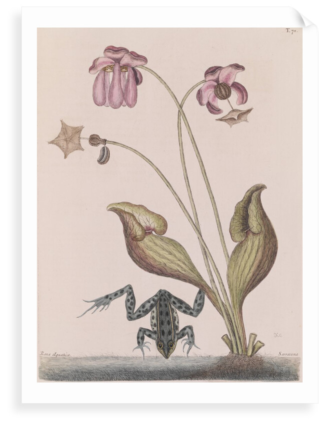 Northern leopard frog by Mark Catesby