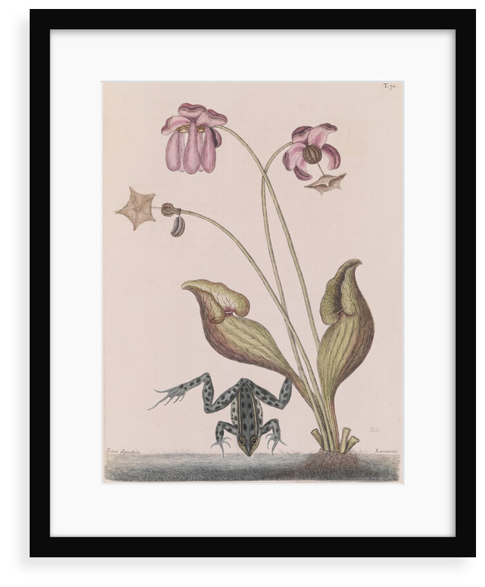 Northern leopard frog by Mark Catesby