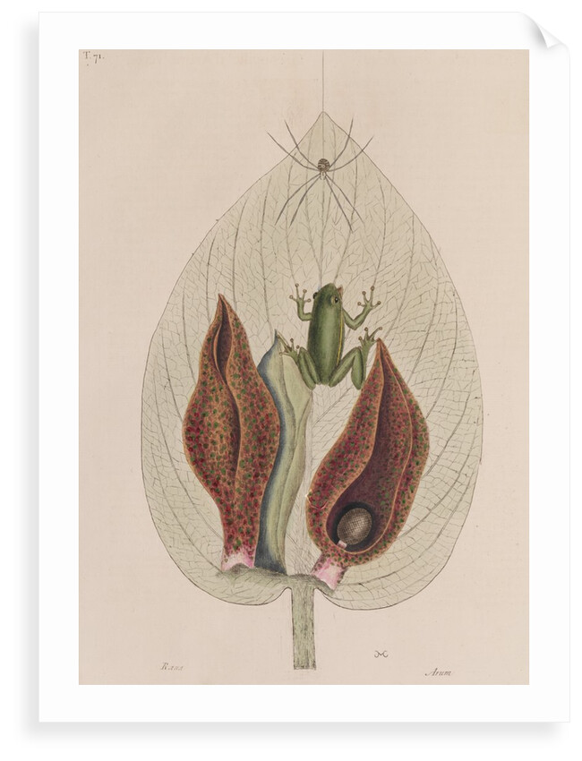 Green tree frog by Mark Catesby
