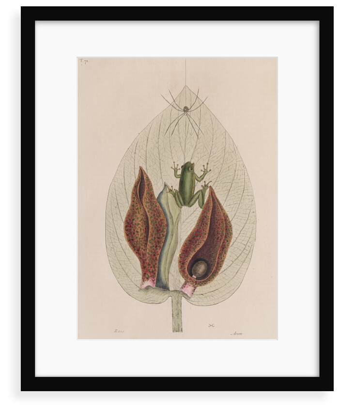 Green tree frog by Mark Catesby