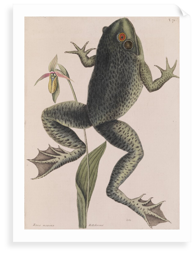 American bullfrog by Mark Catesby