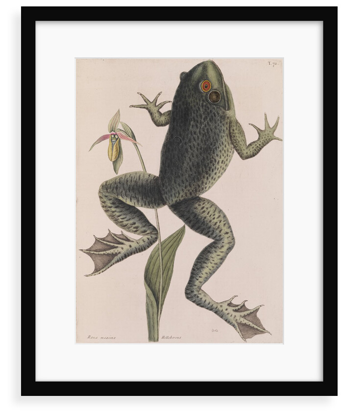 American bullfrog by Mark Catesby
