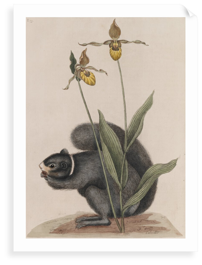 Eastern fox squirrel by Mark Catesby