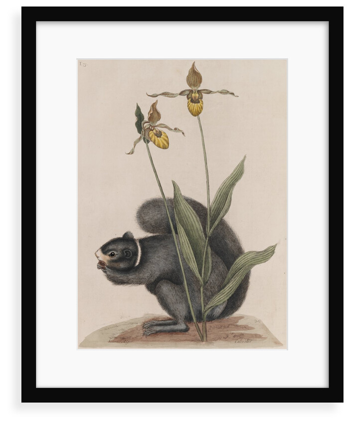 Eastern fox squirrel by Mark Catesby