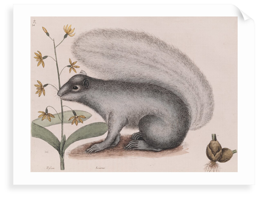 Eastern gray squirrel by Mark Catesby