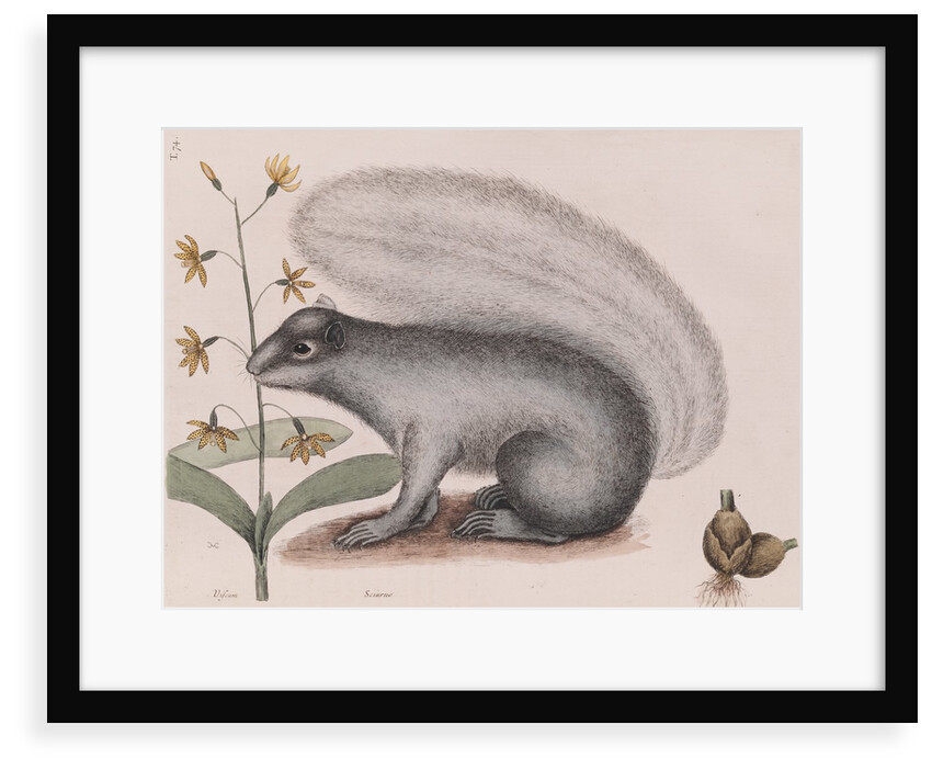 Eastern gray squirrel by Mark Catesby