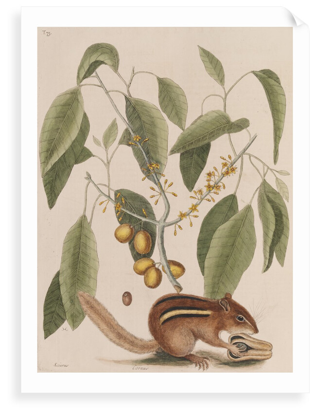 Eastern chipmunk by Mark Catesby