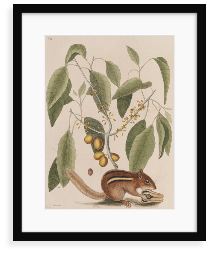 Eastern chipmunk by Mark Catesby