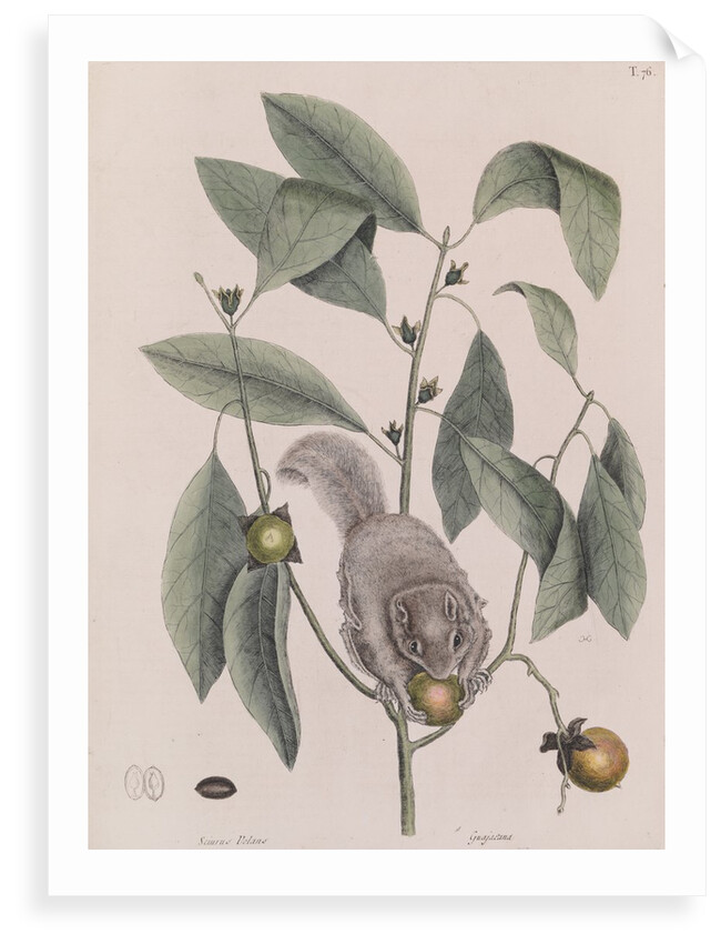 Southern flying squirrel by Mark Catesby