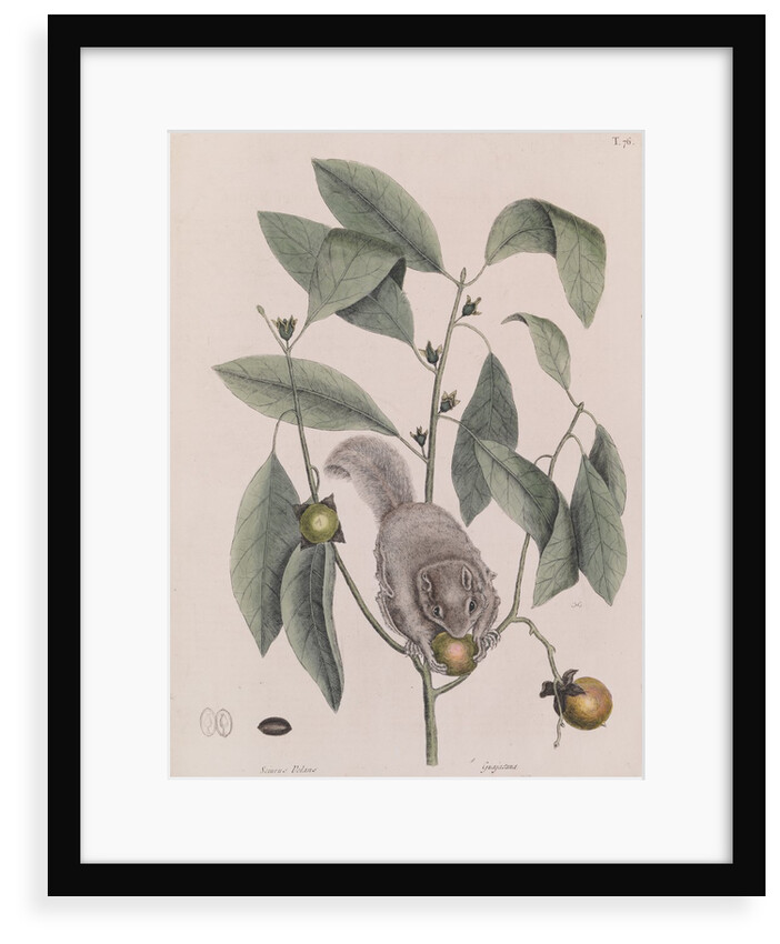Southern flying squirrel by Mark Catesby
