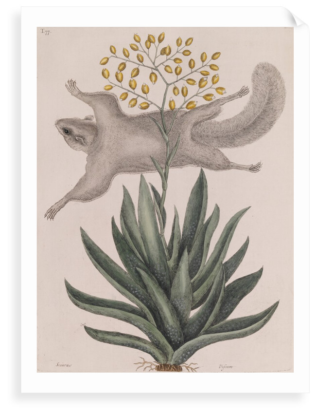 Southern flying squirrel by Mark Catesby