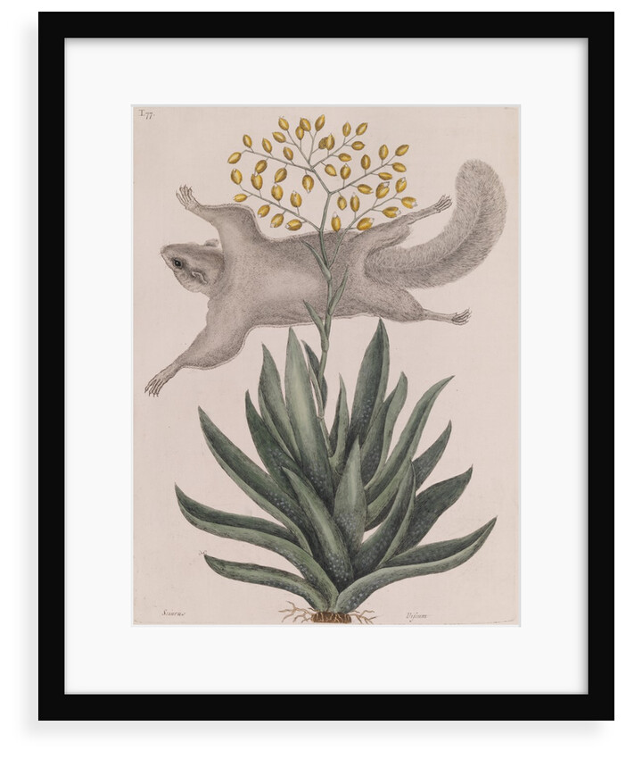 Southern flying squirrel by Mark Catesby