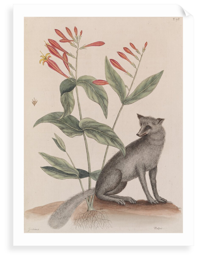 Common gray fox by Mark Catesby