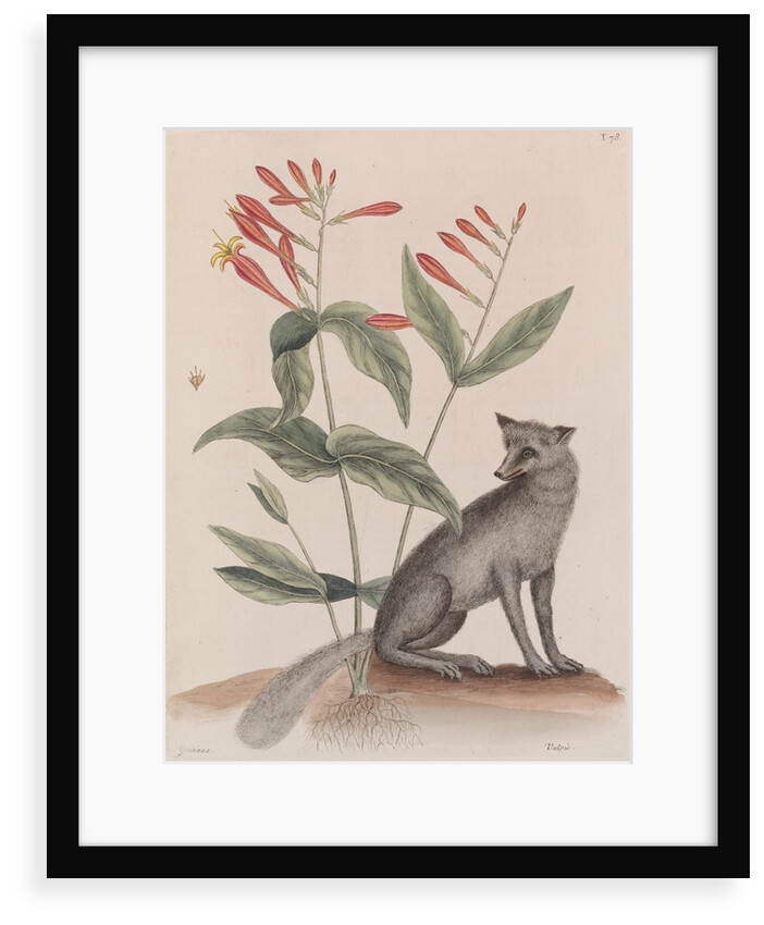 Common gray fox by Mark Catesby