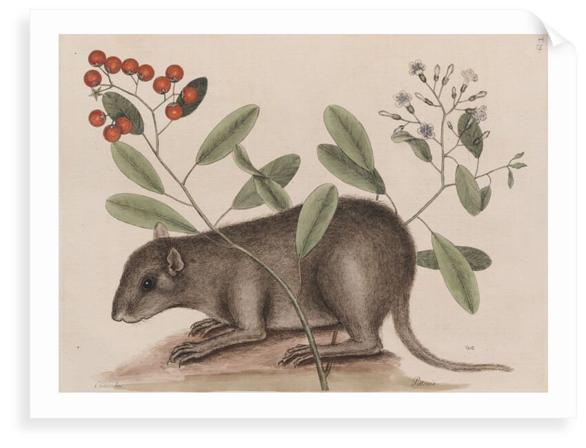 Bahamian hutia by Mark Catesby