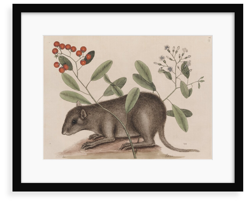 Bahamian hutia by Mark Catesby
