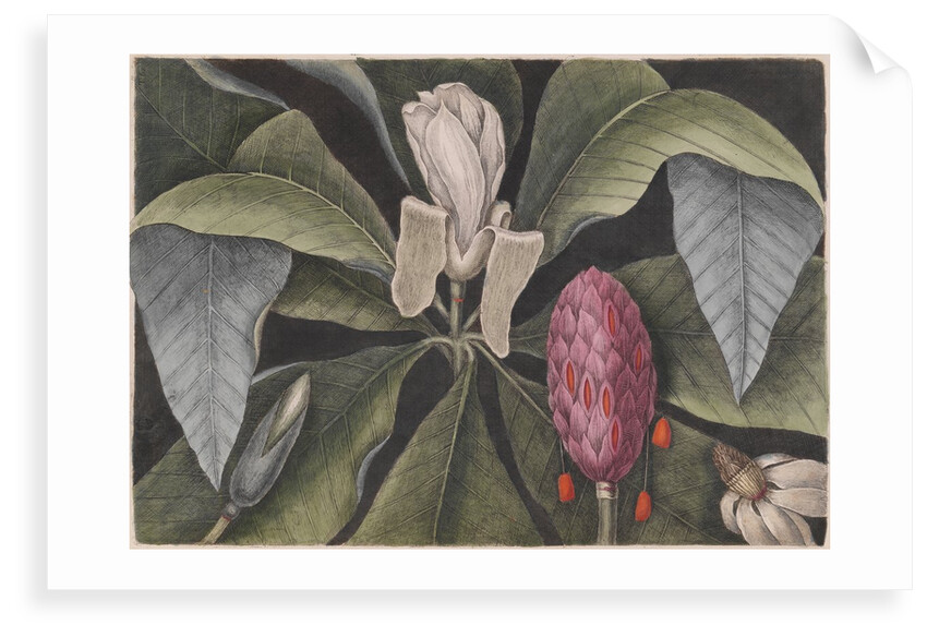 Umbrella magnolia by Mark Catesby
