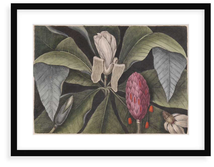 Umbrella magnolia by Mark Catesby